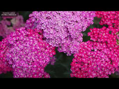 Achillea Millefolium (EN)