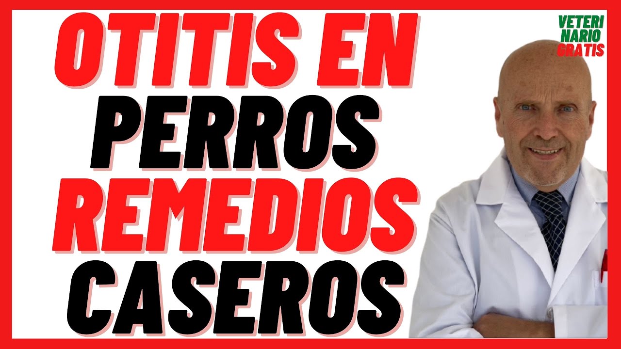 ?? Otitis en Perros Como Curar con Remedios Caseros ?? ¿Mi perro tiene Otitis qué le puedo dar