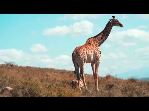 "The Graceful Giants: A Journey into the World of  Giraffes and Other Wildlife"