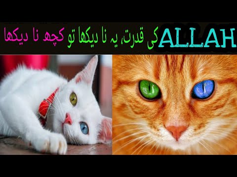 Two Color Eyes Cat | Camey Cat Playing with Rope