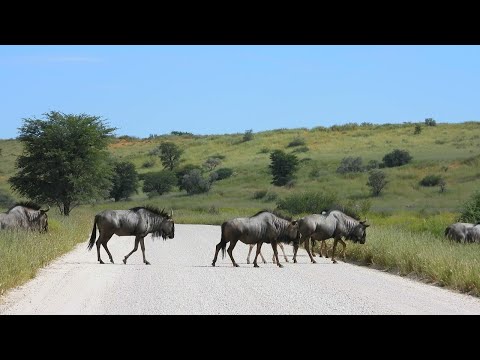 Blue Wildebeest Herd Crossing the Road || ViralHog