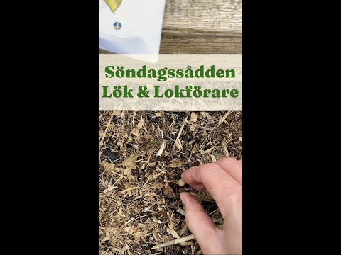 Söndagssådden Lök och Lokförare - Trädgårdshacks med GardenR
