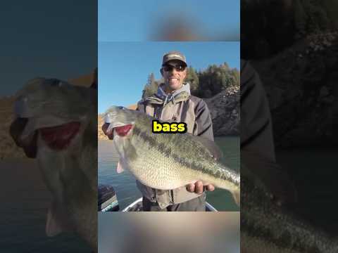 He Caught The World Record Bass