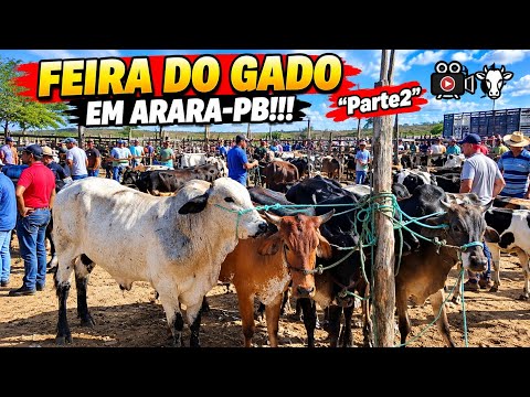 FEIRA DO GADO EM: ARARA-PB!!!  "PARTE2 📹🐄
