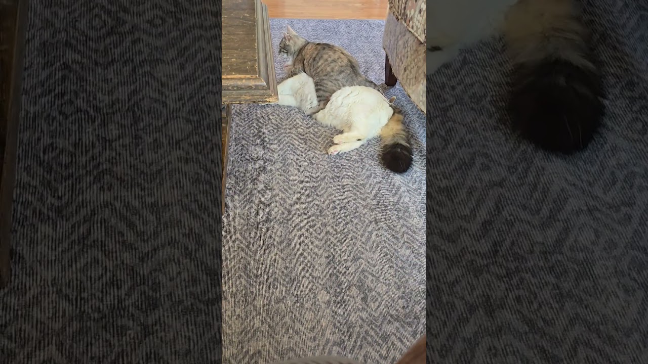 Enlarge Fog, a Adoptable Domestic Short Hair in Lincoln, NE video 6/6