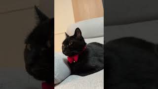 【黒猫】フルシカト