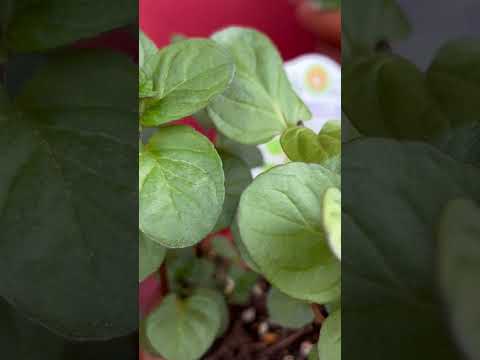 園芸 あらゆる好みに合わせたミント