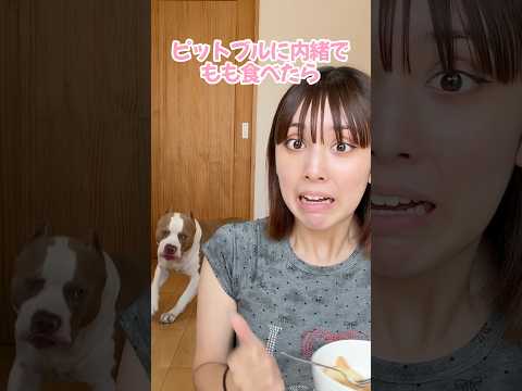 ピットブルに内緒で桃食べたら？！【ピットブル】#shorts
