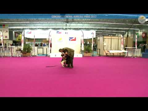 Voir la vidéo : Ring Canins du 05 mars 2017, partie 1