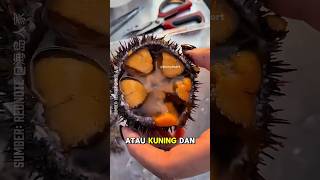 Download lagu Jangan Asal Makan! Gak Semua Bulu Babi Aman Dimakan!! #shorts #foodshorts #seafood mp3 Download lagu Jangan Asal Makan! Gak Semua Bulu Babi Aman Dimakan!! #shorts #foodshorts #seafood mp3