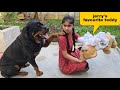 Anshu destroyed Jerry's favourite Teddy||cute dog video.