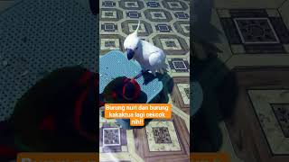 Download lagu burung nuri dan burung kakajtua lagi cekcok nih !! #parrot #birds #kakaktua #birdsmart #birdcute mp3