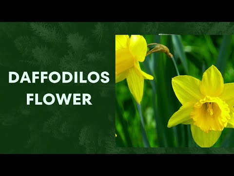 daffodils flowers/how to draw a daffodils flowers step by step tutorial/@ways to learn with kulsoom