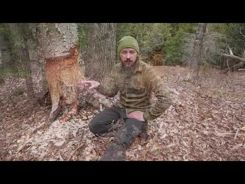 Vermont 3000 foot Mountain Beaver pond and its habitat