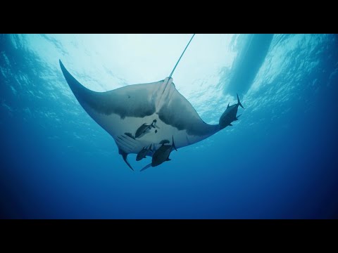 World Ocean Day 2025