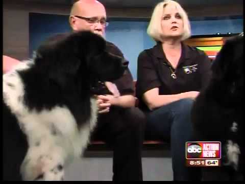 Help these gentle giants - Newfoundland dogs