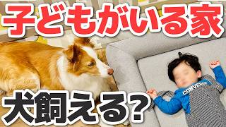 【経験談】犬と小さい子供を一緒に育てることをオススメしない理由｜それでも共生するコツを5つご紹介します【本音トーク】