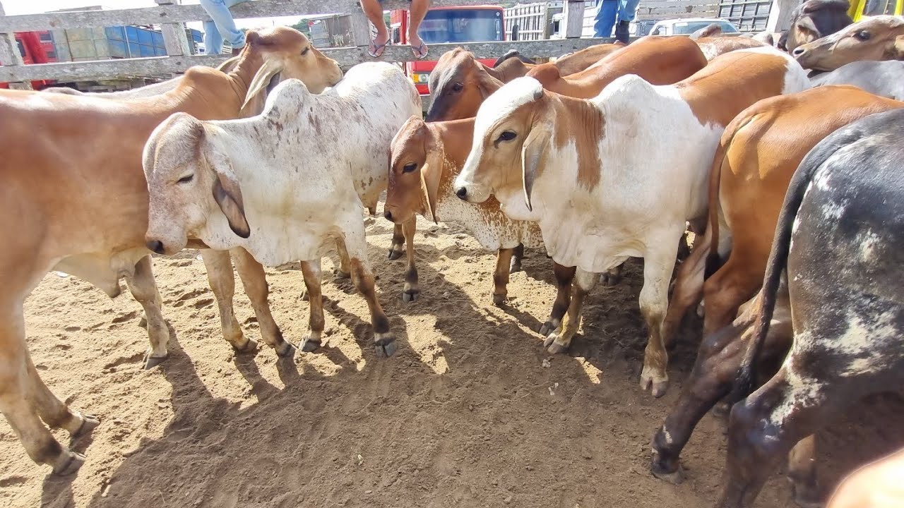Feira de gado em capoeira-Pe 14-03-2025 muito gado na feira