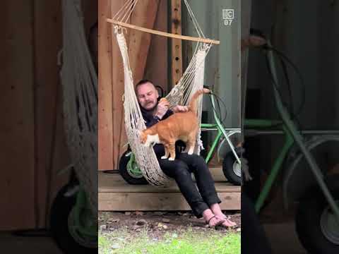 Orange cat moves into TRUCK HOUSE in the forest