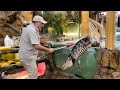 American Alligator Jumps Out