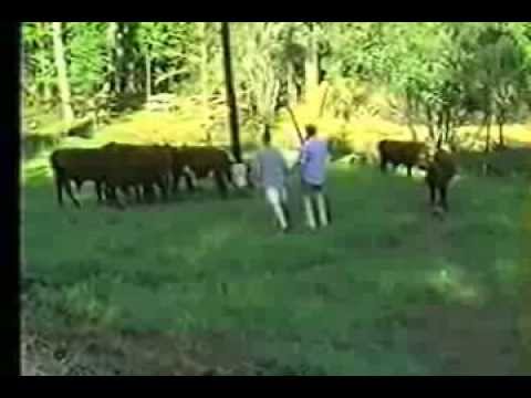 Jim Tunny Wedding - 1993 - Men trying to ride cows(they don't like it...)