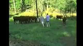 Jim Tunny Wedding - 1993 - Men trying to ride cows(they don't like it...)