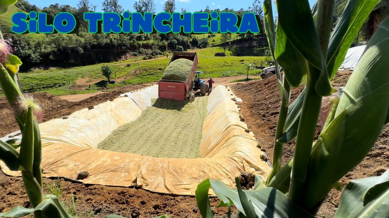 Milho silagem para vacas leiteiras não rendeu o esperado .