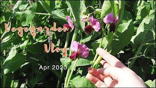 【里芋生姜植付け】家庭菜園Vlog 2020年4月