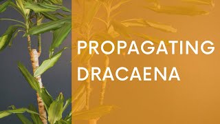 Propagating Dracaena - How to Prune and Propagate a "Corn Plant"