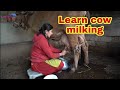 How To Milk A Cow Or Buffalo Cow Milking By Hand