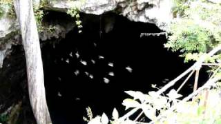 preview picture of video 'Murcielagos en el cenote Chelentun'