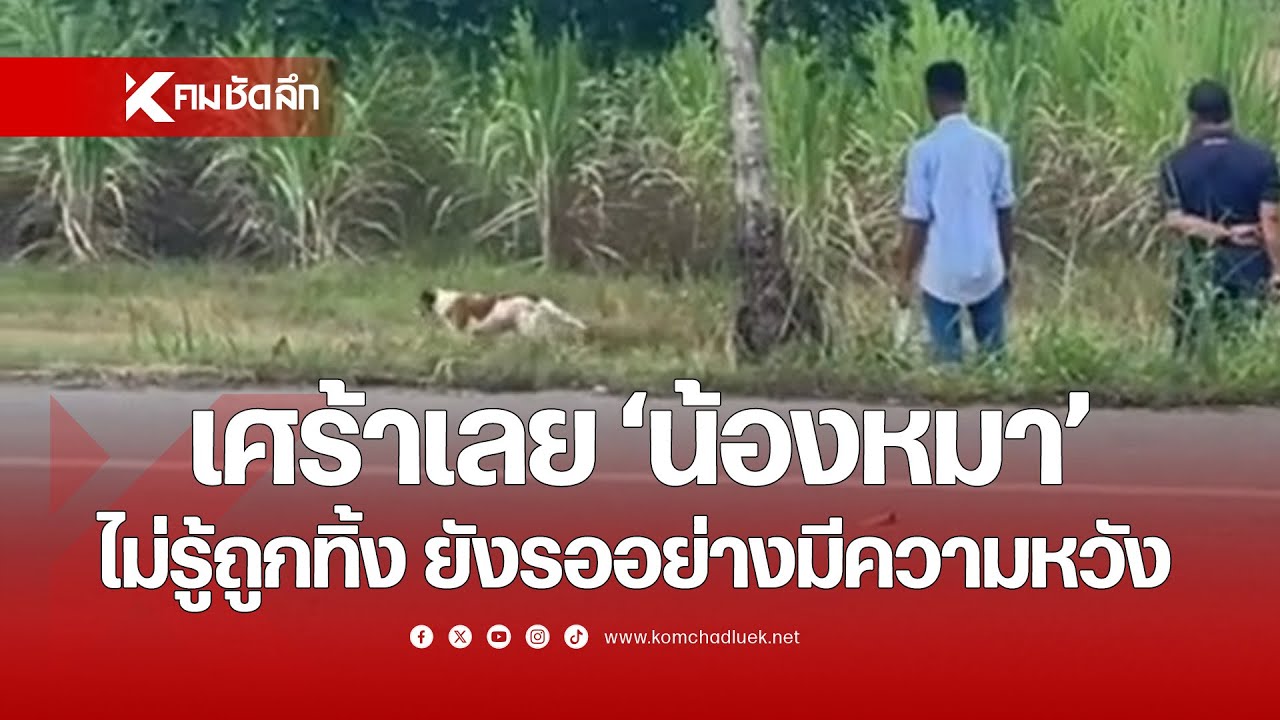 เศร้าเลย 'น้องหมา' ไม่รู้ตัวเองถูกทิ้ง ยังรออย่างมีความหวัง