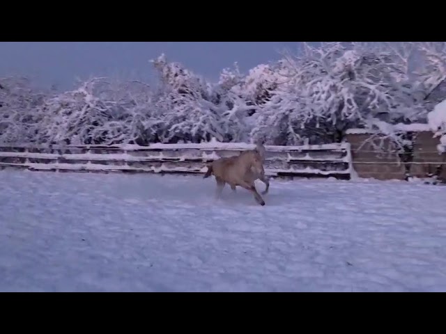 M&acirc;le PRE de robe Cr&egrave;me PANOLO DES DIEUX  