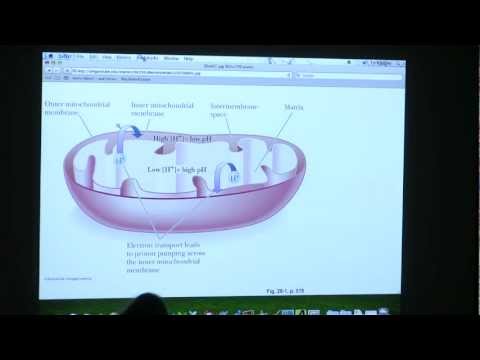 #29 BB 350 Pentose Phosphate / Citric Acid - Kevin Ahern's Biochemistry Online