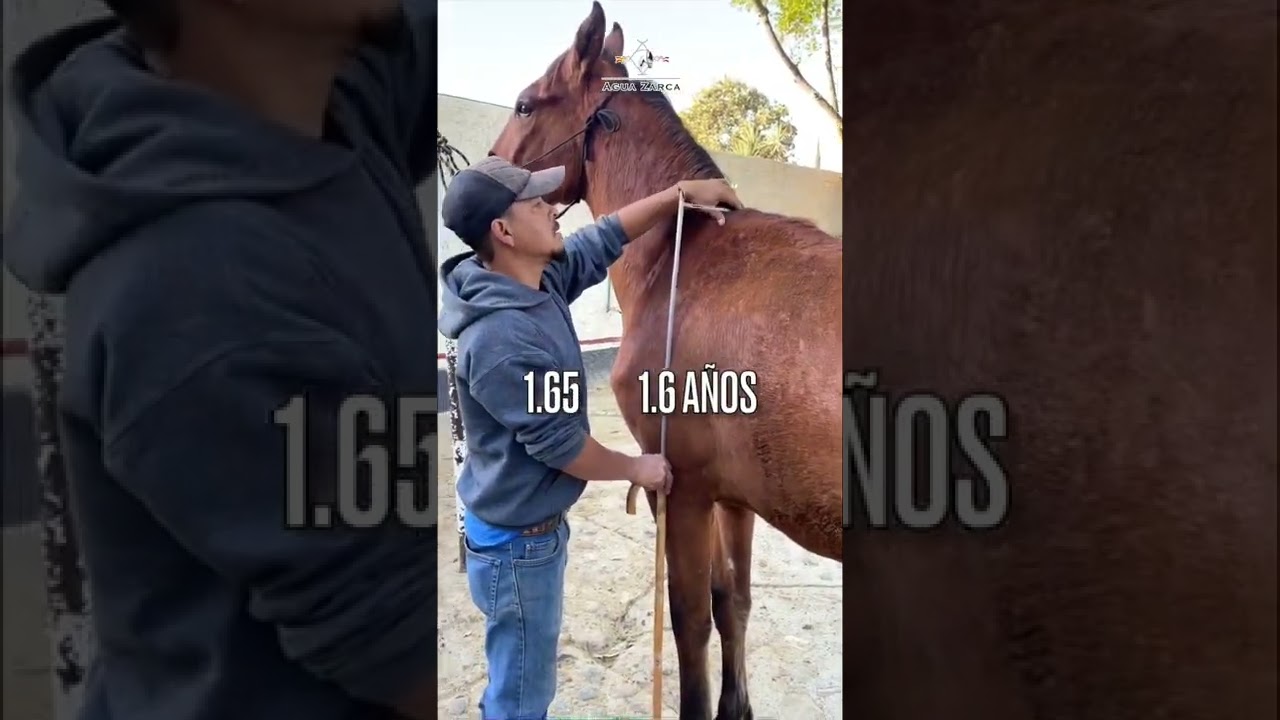 Evaluar el Desarrollo de tus Potros Periódicamente te Permite …🐴🐴🐴