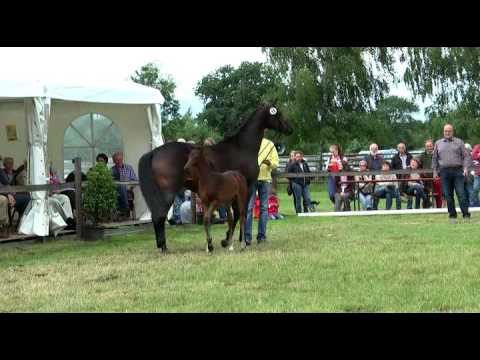 Sudweyher Fohlenschau 2016 - Kat.-Nr. 49