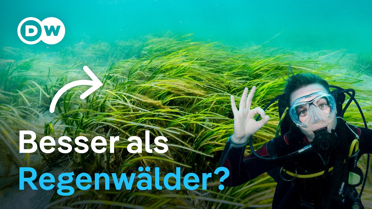 Die Superpflanze der Ostsee kämpft ums Überleben