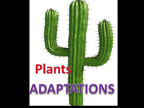 Plant Adaptations Lesson with Quiz