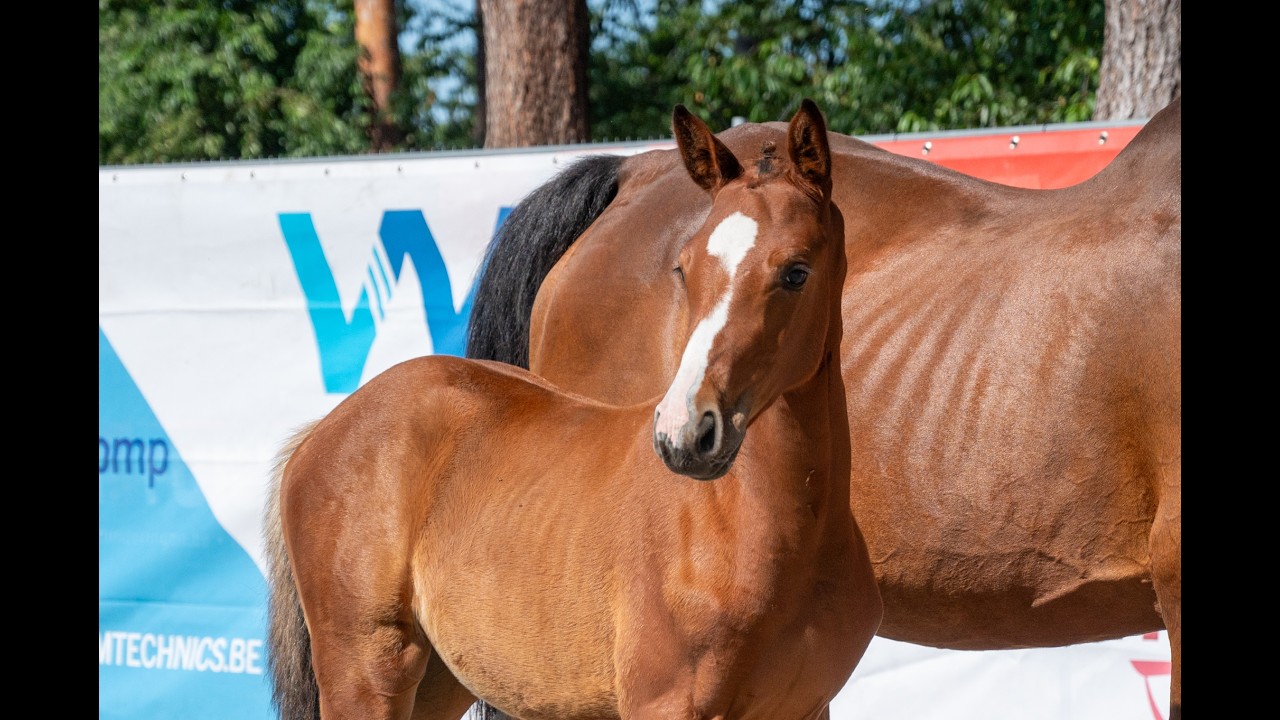 Diamant d'Anvers (IMPRESS-K VAN'T KATTENHEYE Z x DIAMANT DE SEMILLY) video 1