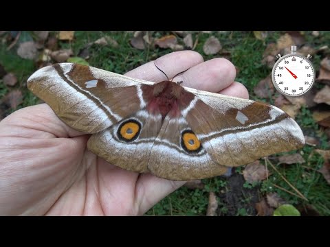Cabbage Tree Emperor Moth: Bunaea alcinoe -  One-Minute Life Cycle