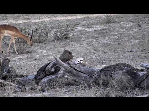 Djuma: Impala baby: first one seen on cam this season - 17:49 - 11/17/18