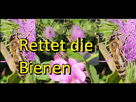 Rührende Momente - 14 unglaubliche Tier Freundschaften mit Menschen Süß Liebevoll Partner Hilfe