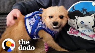 Dog Found In The Middle Of The Road Smiles Now | The Dodo Faith = Restored by The Dodo