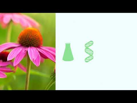 Supplements #1: Echinacea