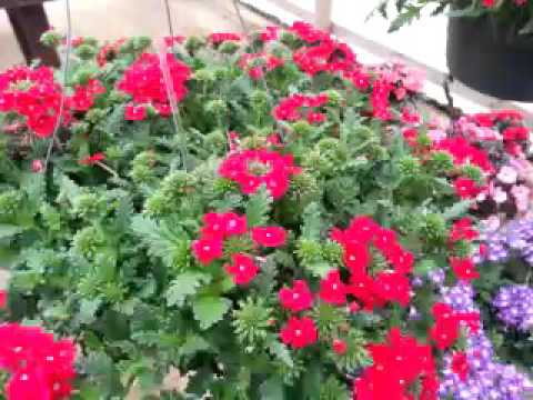 Spring Trials 2016: Vepita™ Verbena