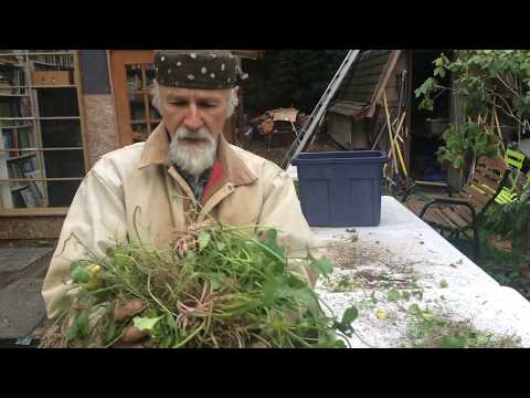 Gotu Kola - How to Grow in the PNW with Michael Pilarski "Skeeter"