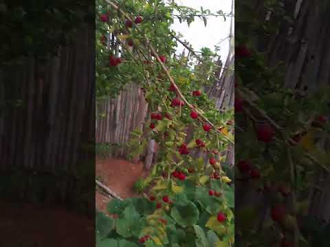 chama na botina Cantagalo MG