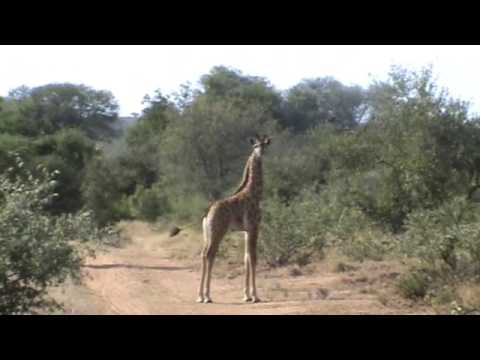 Elephants and Giraffe