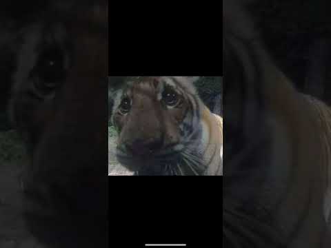 comprenda - yaya la voz flow 28 speed up