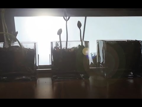 Plant Time lapse, growing under Innerscene Virtual Sun Model A7